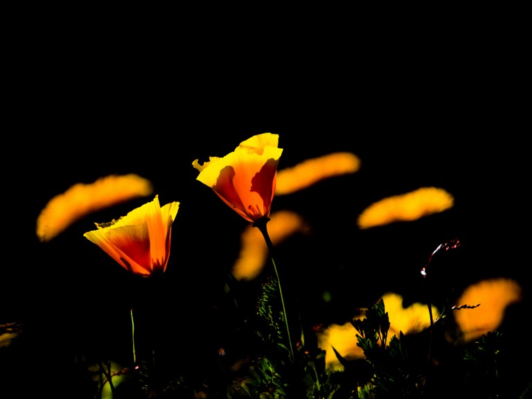 "Eveil du printemps"